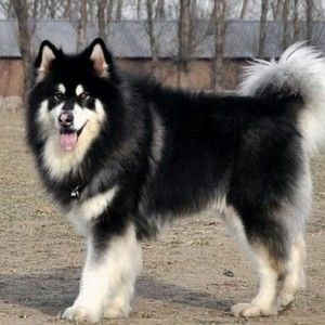 Meet your Posher, Benjamin